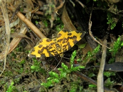 Polythrena coloraria