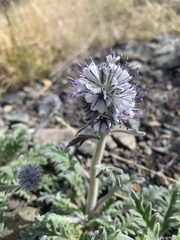Phacelia mollis