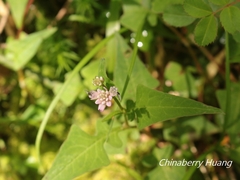 Persicaria runcinata