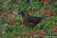 Saltator aurantiirostris