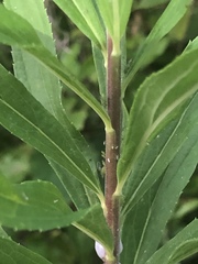 Uroleucon erigeronense