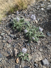 Phacelia mollis