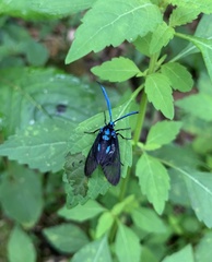 Zama nigrigemma