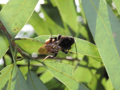 Bombus bicoloratus