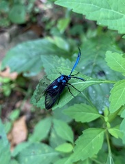 Zama nigrigemma