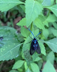 Zama nigrigemma