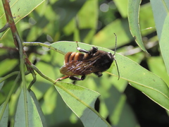 Bombus bicoloratus