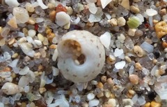 Notogibbula preissiana