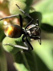 Polyrhachis trapezoidea