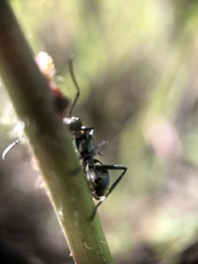 Polyrhachis trapezoidea