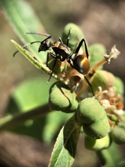Polyrhachis trapezoidea
