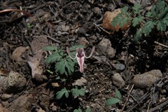 Dicentra uniflora