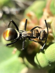 Polyrhachis trapezoidea