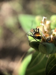 Polyrhachis trapezoidea
