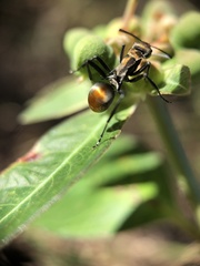 Polyrhachis trapezoidea