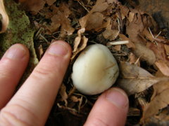 Psilocybe weraroa
