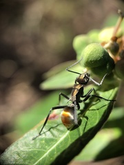 Polyrhachis trapezoidea