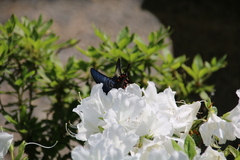 Papilio dehaanii