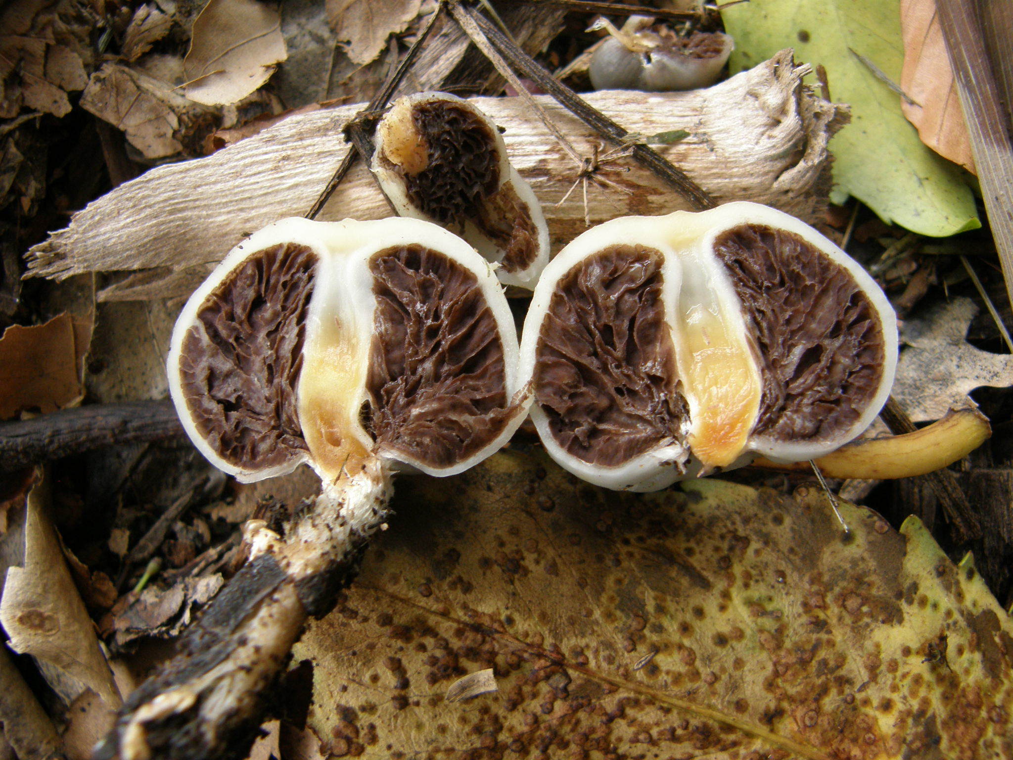 Psilocybe weraroa image