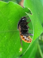 Bombus bicoloratus