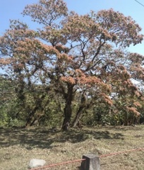 Heliocarpus americanus