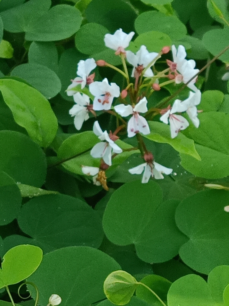 Cheniella lakhonensis (Cheniella lakhonensis)