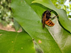 Bombus bicoloratus