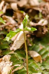 Trillium catesbaei