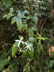 Jasminum urophyllum