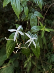 Jasminum urophyllum