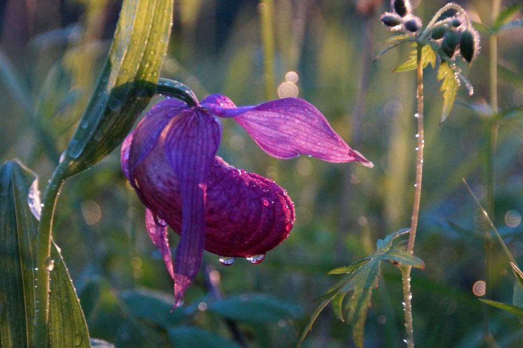 Cypripedium macranthos Sw. 2