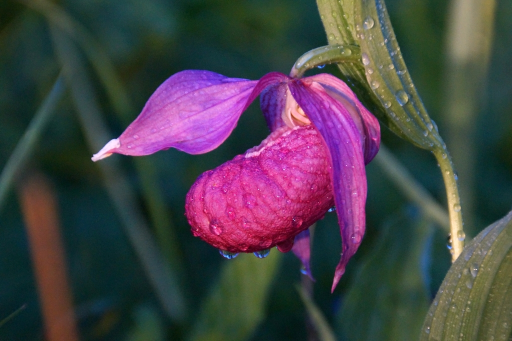 Cypripedium macranthos Sw. 3