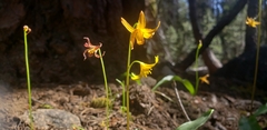 Erythronium pluriflorum