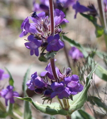 Penstemon eriantherus argillosus