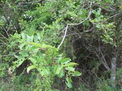 Zanthoxylum hirsutum