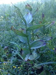 Veratrum californicum
