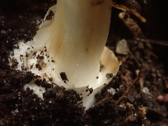 Cortinarius phalarus