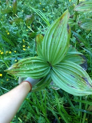 Veratrum californicum