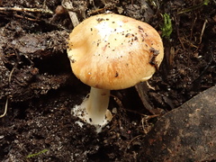 Cortinarius phalarus
