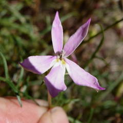 Lithotoma anethifolia