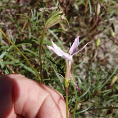Lithotoma anethifolia