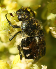 Trichiotinus affinis