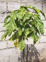 Vasconcellea heilbornii