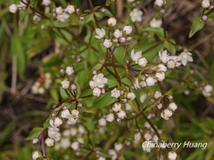 Swertia macrosperma