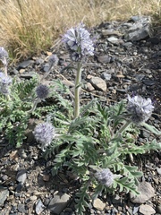 Phacelia mollis