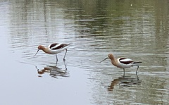 Recurvirostra americana