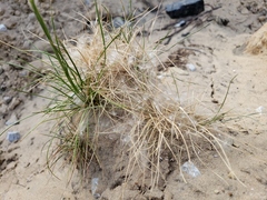 Spinifex sericeus