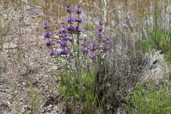 Penstemon eriantherus argillosus
