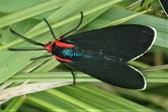 Ctenucha multifaria