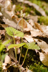 Tiarella